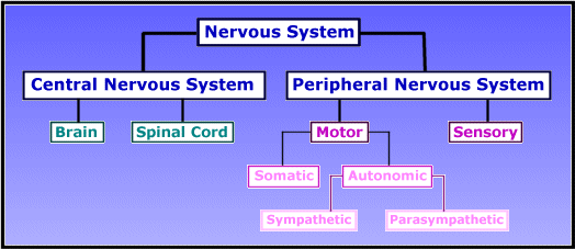 What Is The Nervous System? - Are You Nervous?